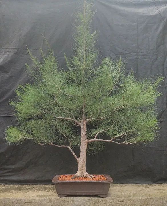 Bonsai e Pré-Bonsai - Foto 4