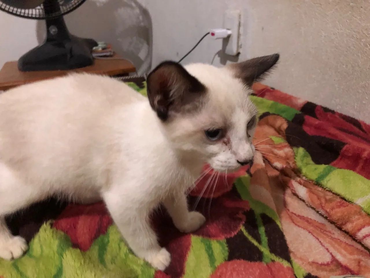 Gatinho Siames lindo para adoção