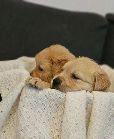 Filhotes Golden Retriever - Lindos!