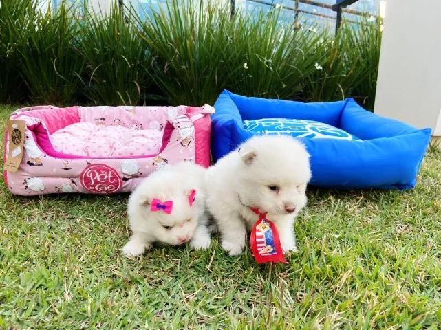 Filhotes de Lulu da Pomerania Anão Top Macho e Fêmea