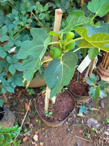 Mudas Frutíferas Enxertadas  - Foto 2