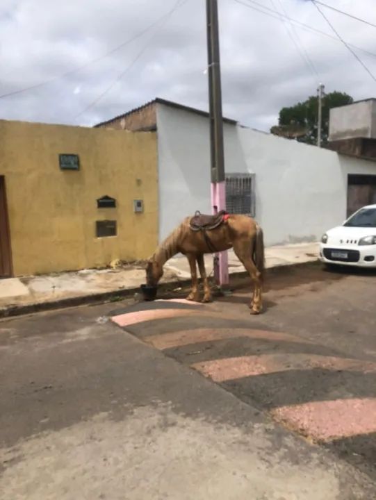 Cavalo para venda - Foto 3