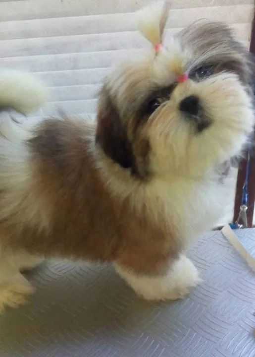 Filhote de Shih tzu - Foto 2