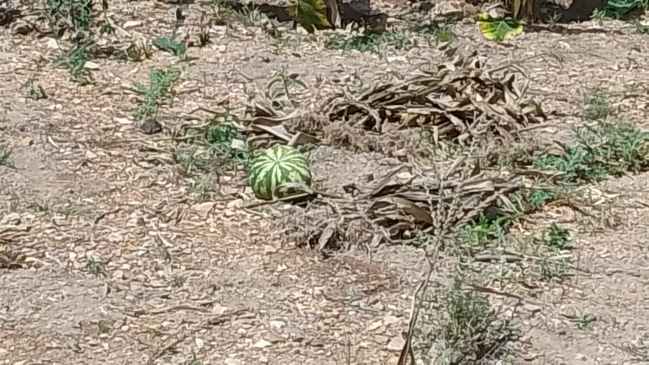 Chacrinha top , mil metros quadrados