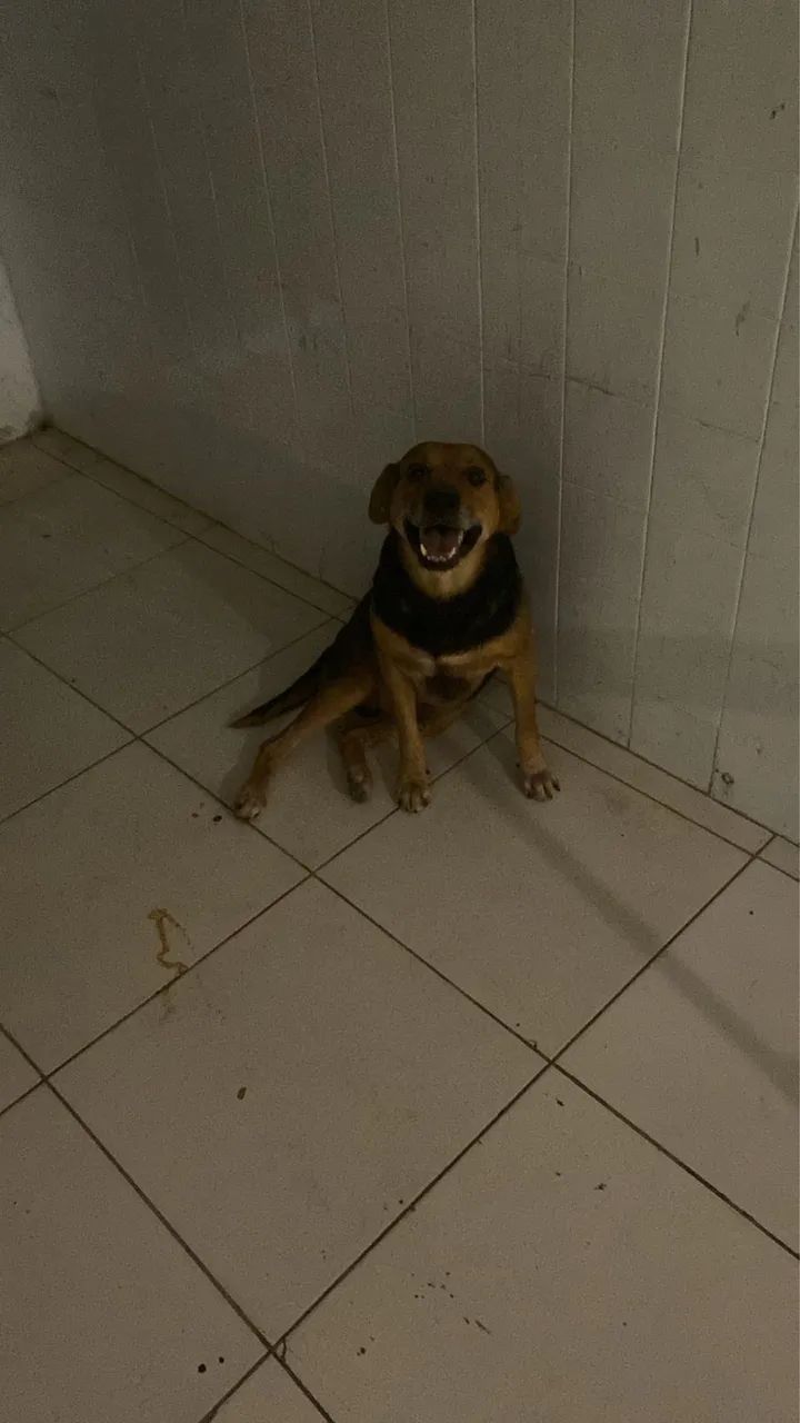 Cão mistura de raça srd com bigo  - Foto 3