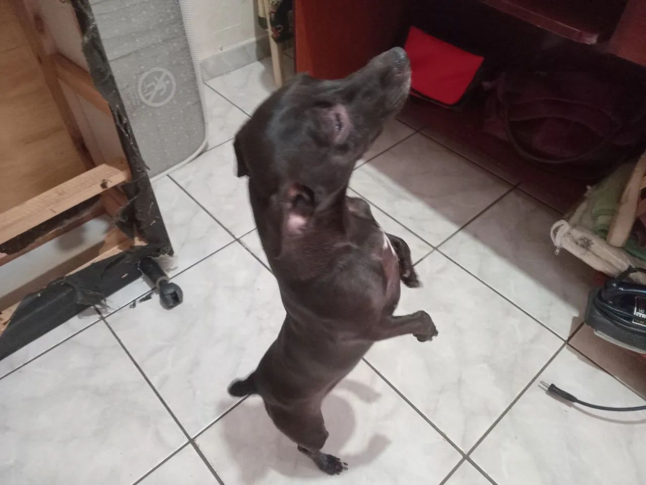 Doa se linda cachorrinha - Foto 3