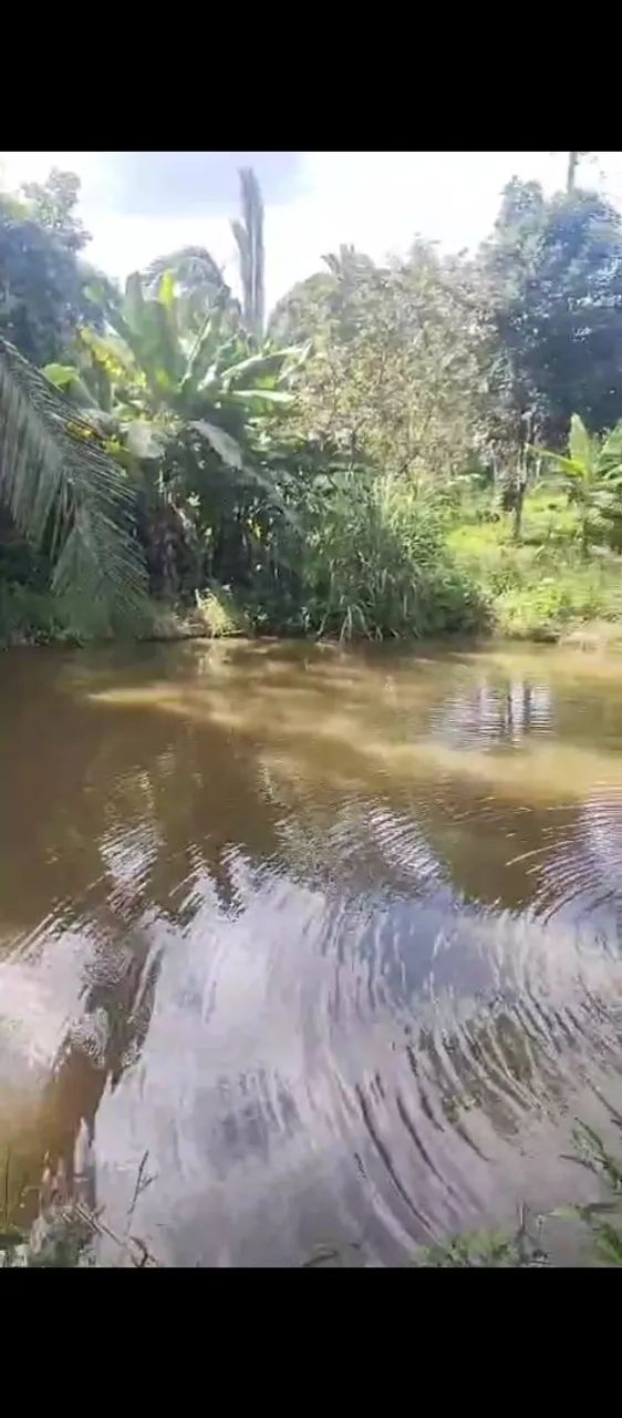 Chácara a venda  valor 600 mil. 1 alqueire  - Foto 2