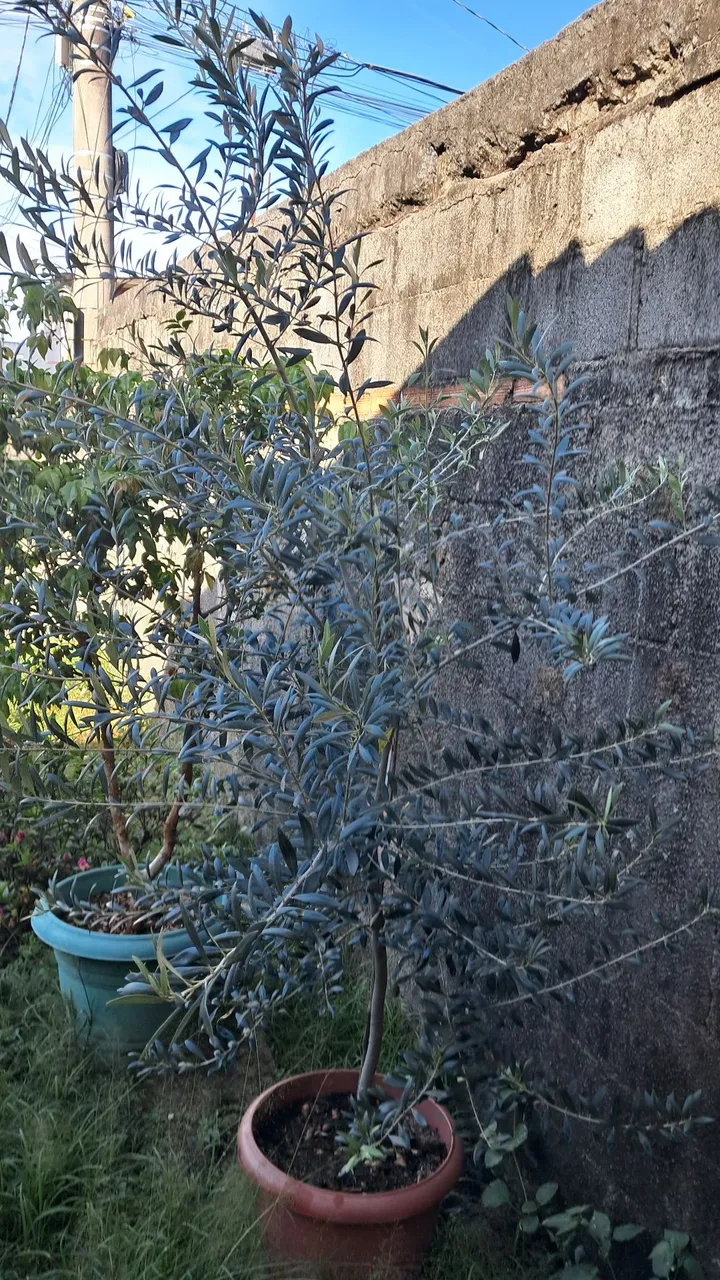 Mudas frutiferas