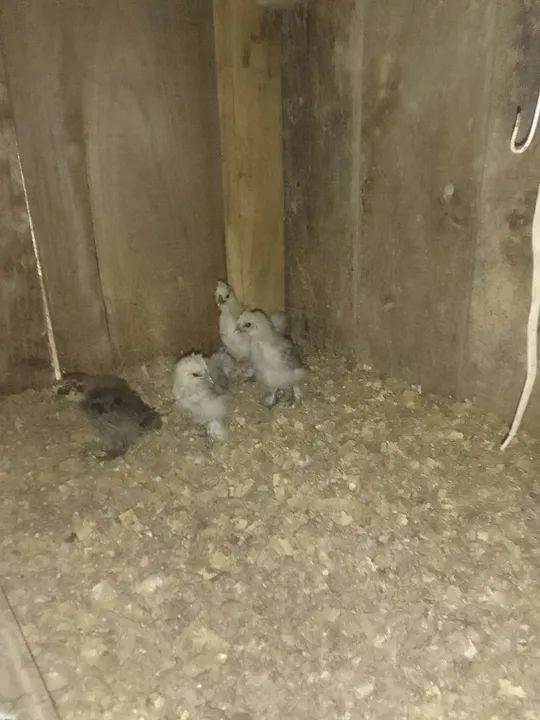 Pintinhos recriados  - Foto 3