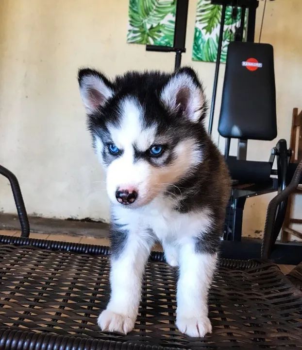 Filhote de Husky para doação  - Foto 3