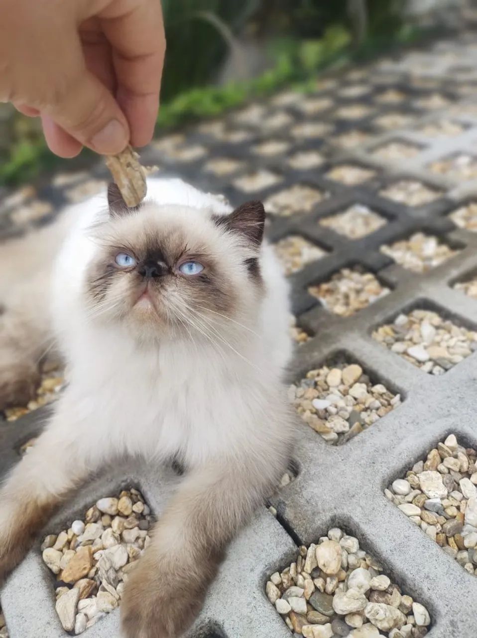 Filhotes de gatos persas/ himalaia/ exóticos  - Foto 5