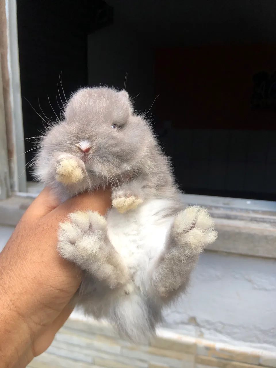 Filhote de coelho anão da raça netherland dwarf linhagem importada, macho  - Foto 3