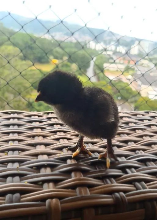 Pintos raça Brahma em POA - Foto 4