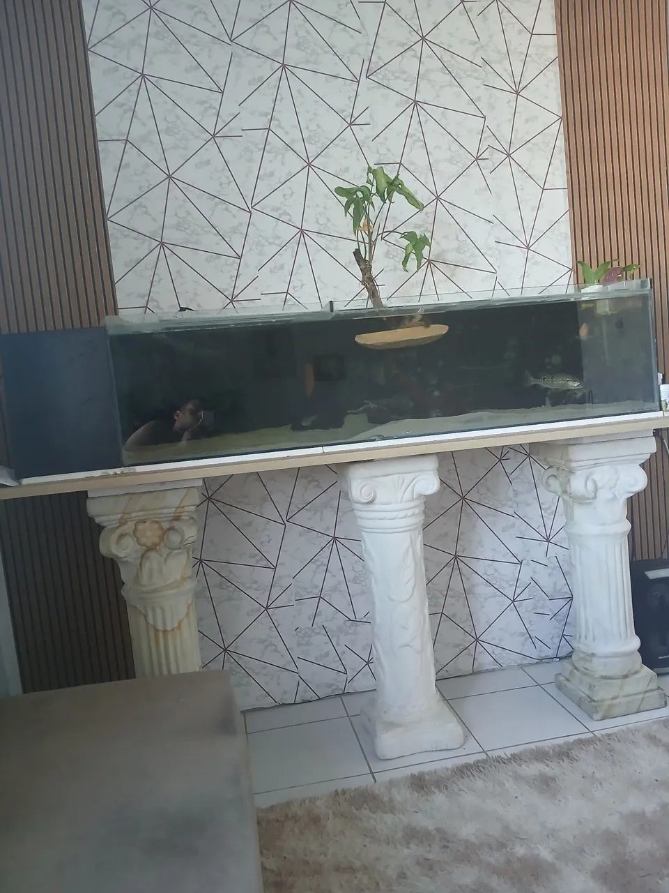 Aquário de Vidro 1,75 de comprimento com Pedestal