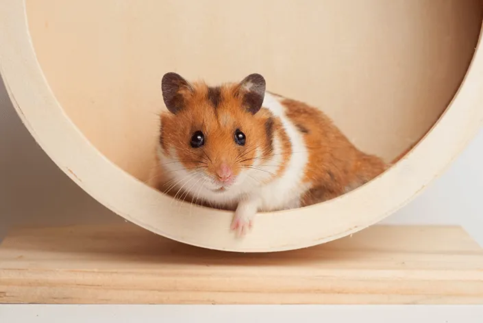 Hamster (SÍRIO) filhotes