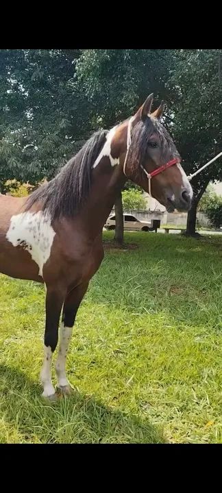 Mangalarga Paulista- Macho - Foto 6