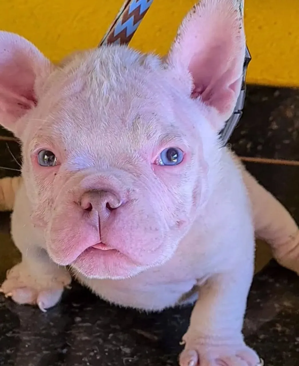 Filhotes Disponível American Bully/ Exotic Bully