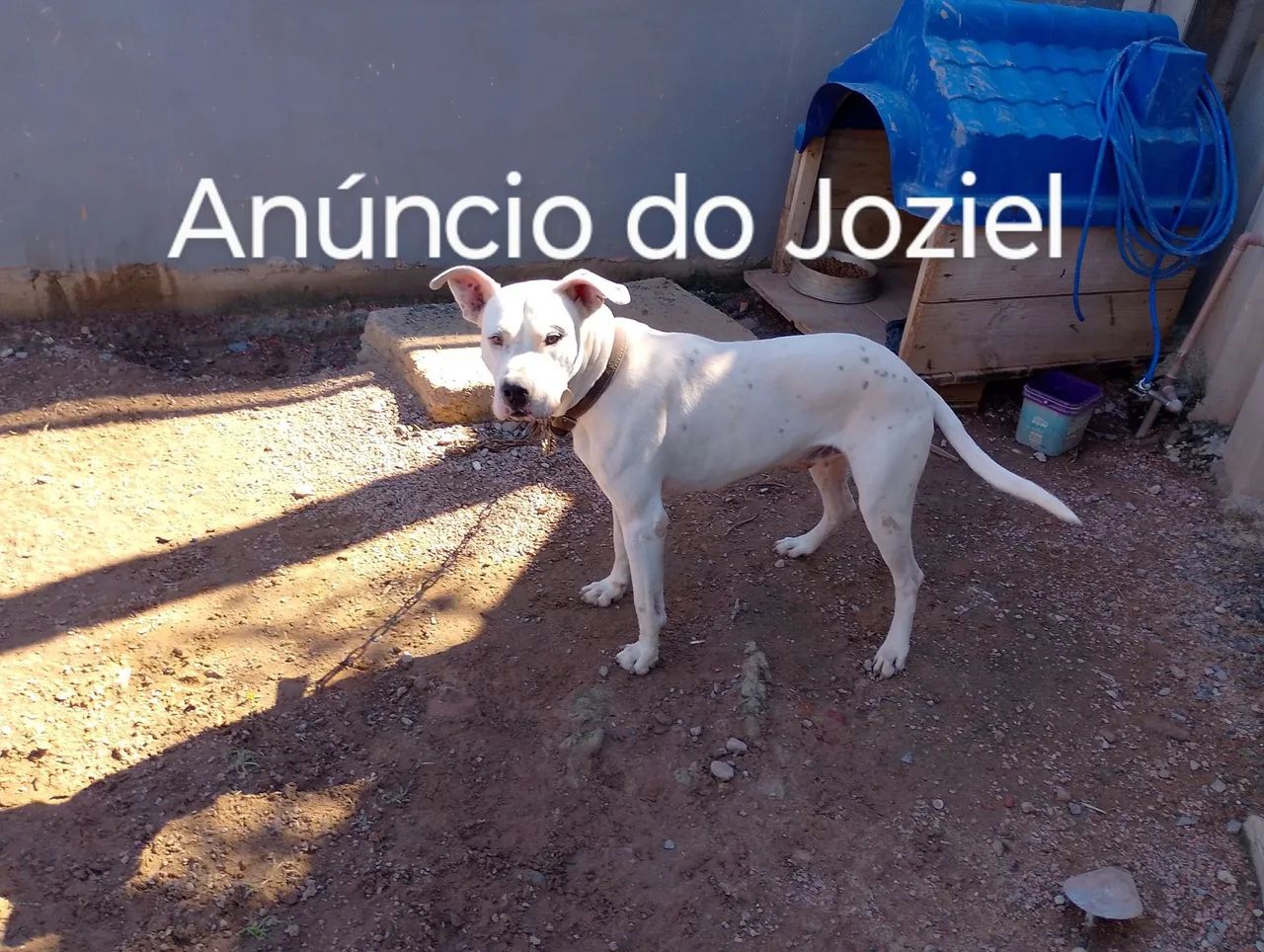Doa-se Dogo Argentino Adulto com 5 anos