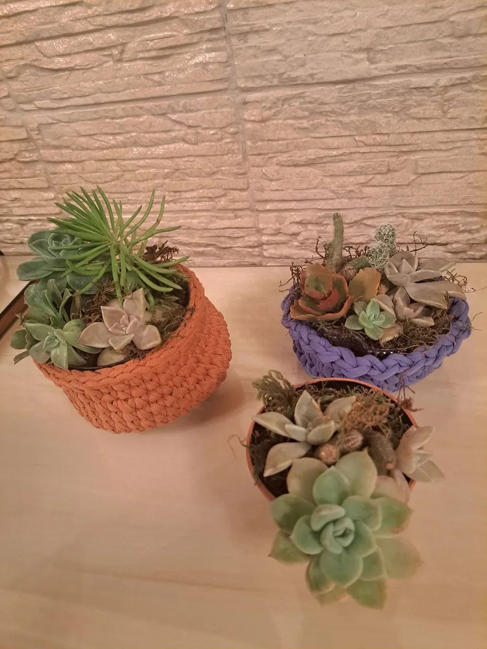 Arranjos de Suculentas em Vasos Decorativos - Foto 6