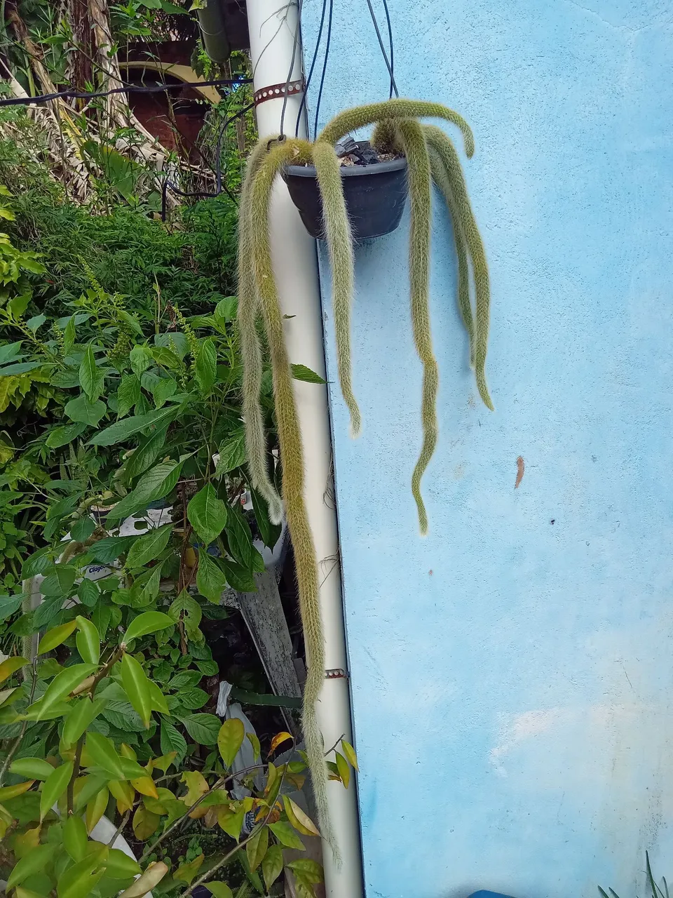 cactos Rabo de Macaco (a partir de R$25) planta exótica linda
