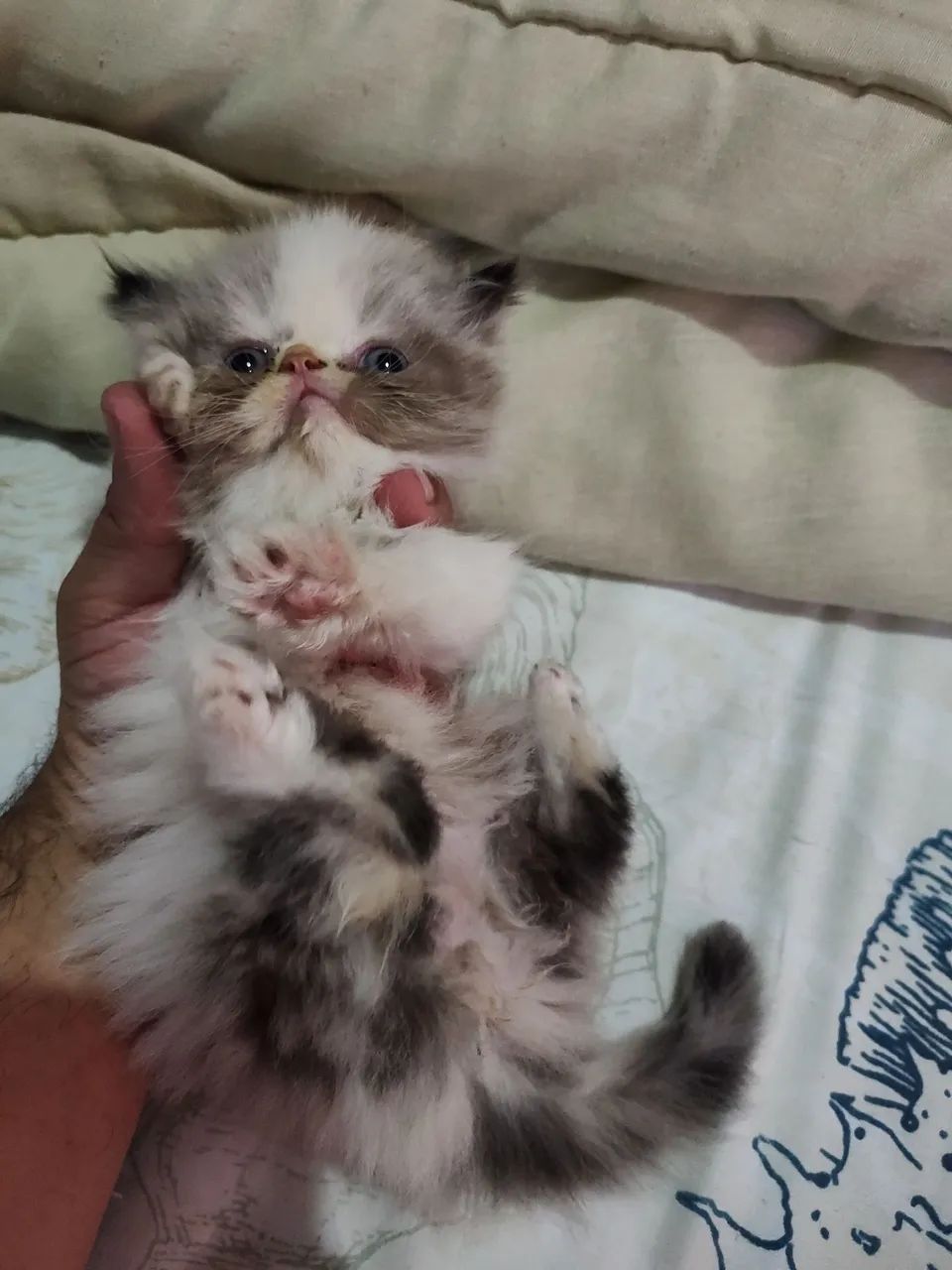 Bebês persas disponíveis  - Foto 2