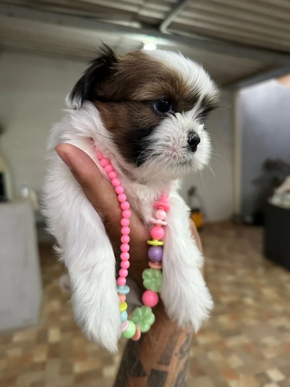 Shih tzu fêmea - linda filhote Tricolor  - Foto 2