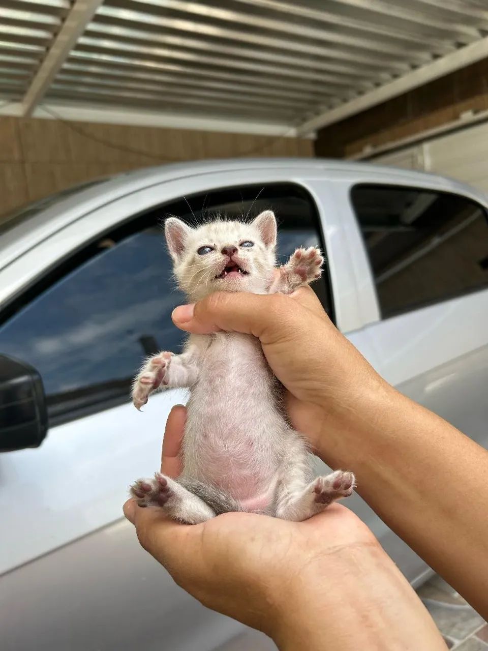 Lindos filhotes para adoção! - Foto 2