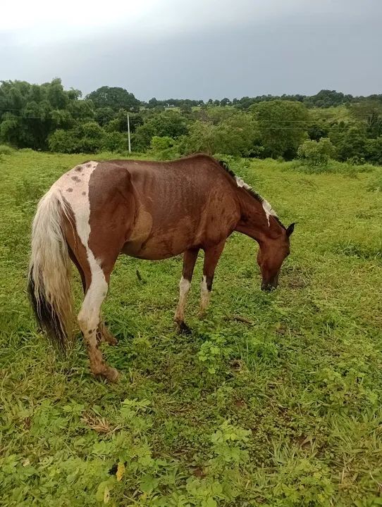 Égua a venda  - Foto 3