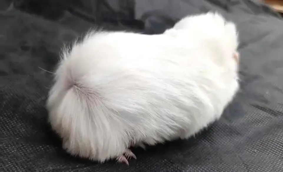 Porquinhos da Índia  - Foto 2