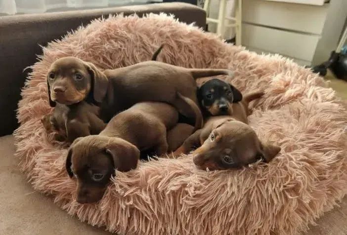 Filhote de Teckel: energia, afeto e muito charme!