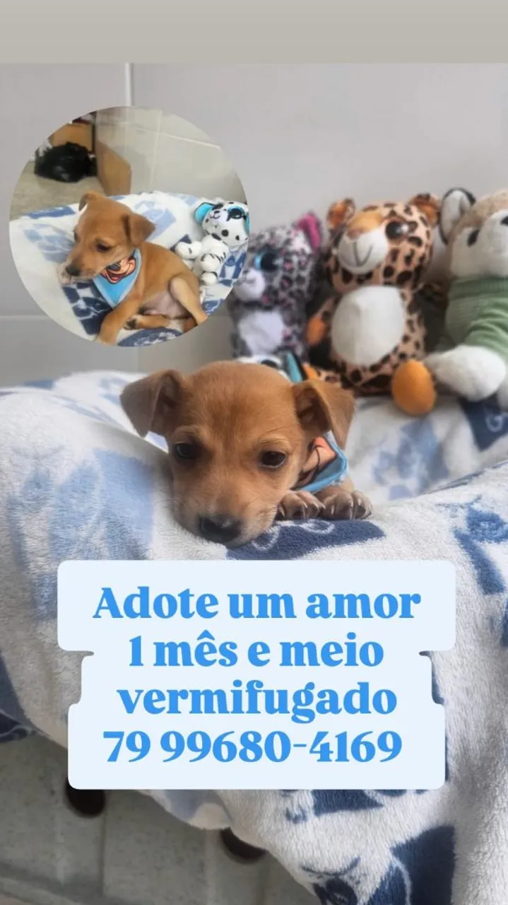 Bebês e filhotes disponíveis pra adoção. São todos lindos e dócil ?