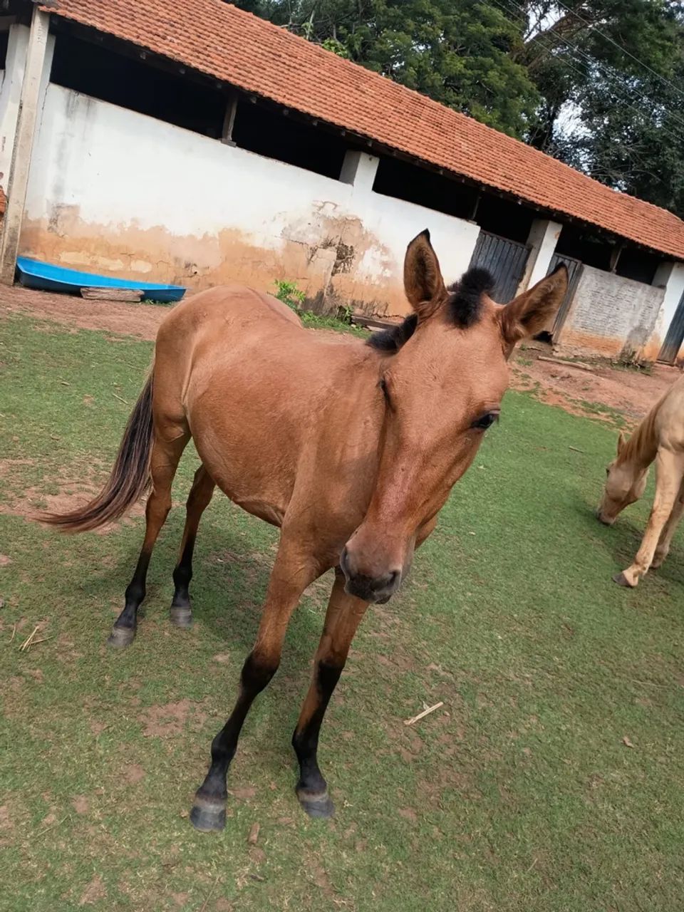 Potra Baia um ano e meio - Foto 2