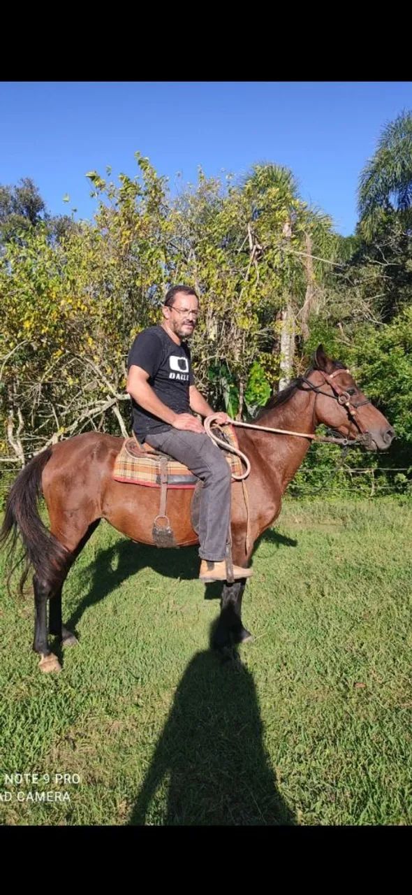 Égua marchadeira prenha  - Foto 5