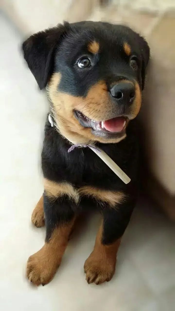 Rottweiler ótimo para sua segurança 