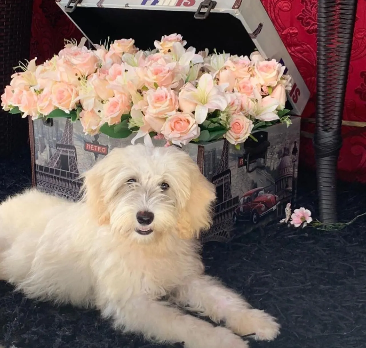 Bichon Havanes