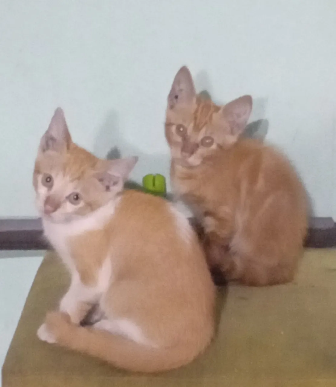 Gatinhos Laranjas para Adoção