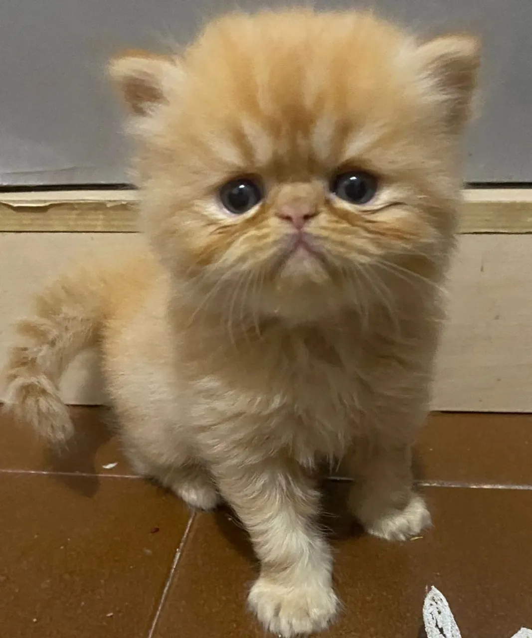 Gatinho Persa Filhote