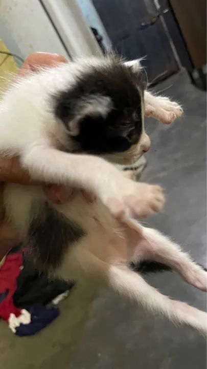 DOAÇÃO DE GATOS  - Foto 4