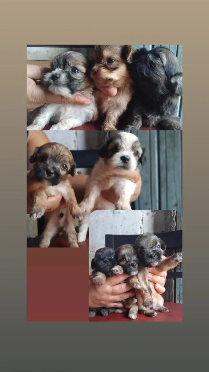 Filhotes de Shih Tzu disponíveis para venda!