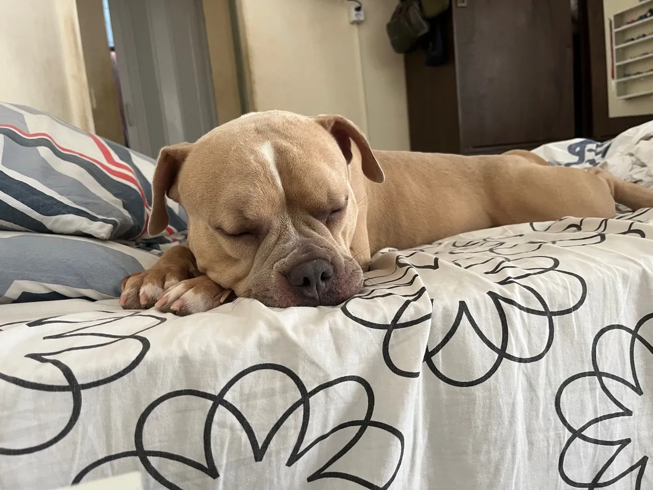 Cão Adorável e Dorminhoco