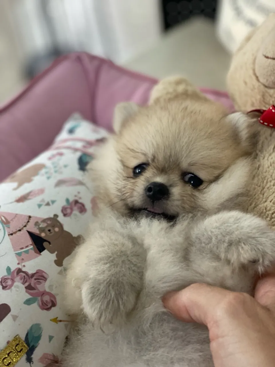 Os mais fofinhos e peludos Spitz estão c