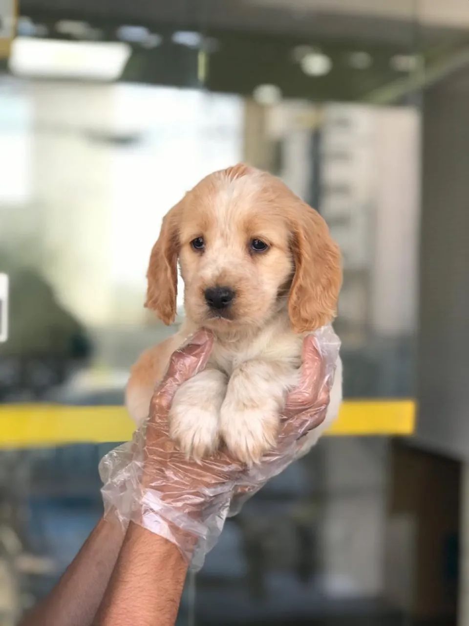 Cocker Americano - lindo e amoroso / mais carinhoso / com suporte vet !! 