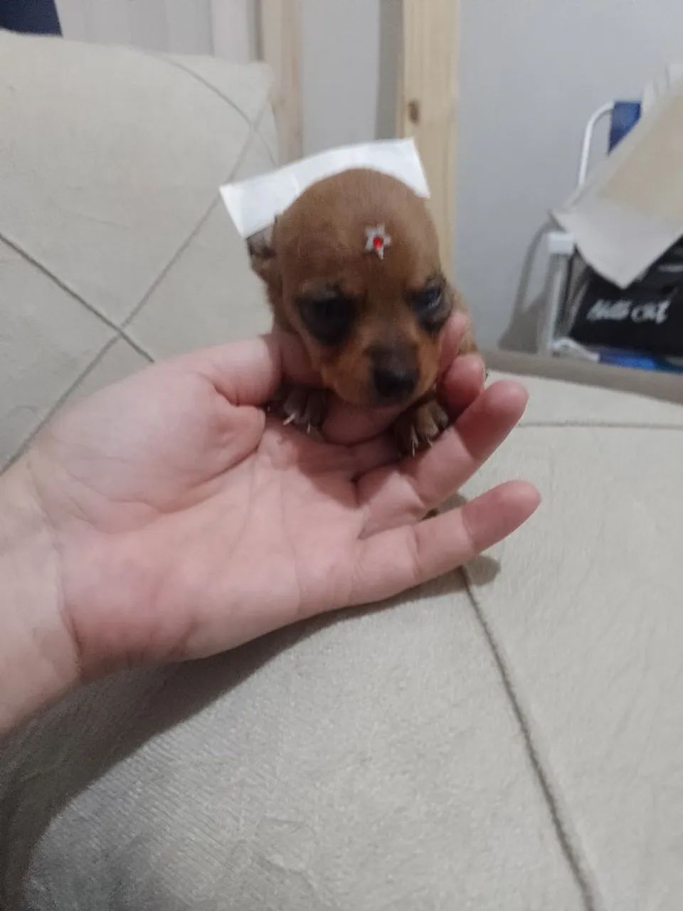 Pinscher zero fêmea  - Foto 3