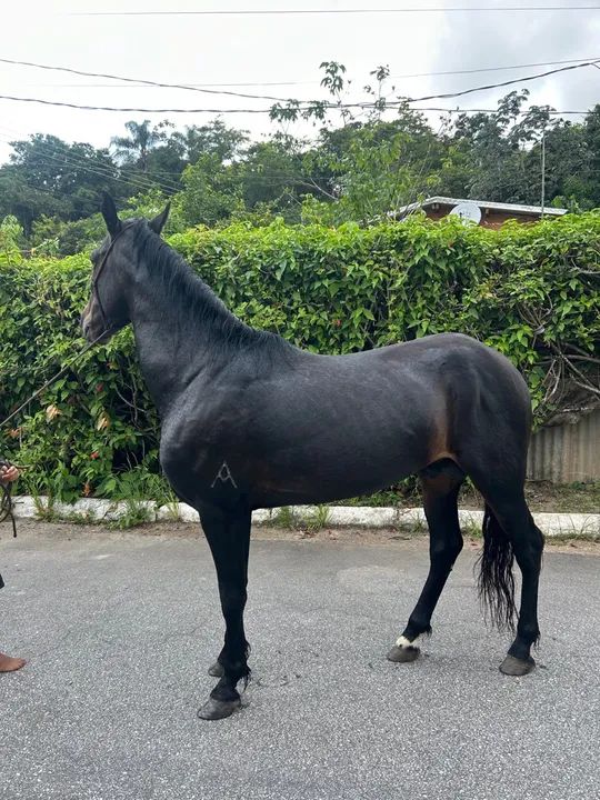 Cavalo Mangalarga Marchador - Foto 3