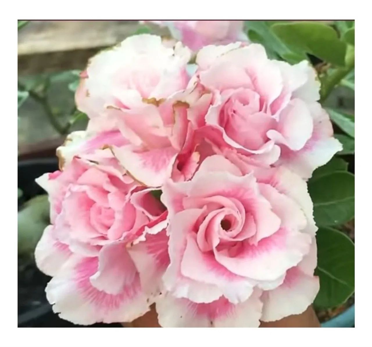 Combo: Rosa d d +substrato +adubo (envio) - Foto 4