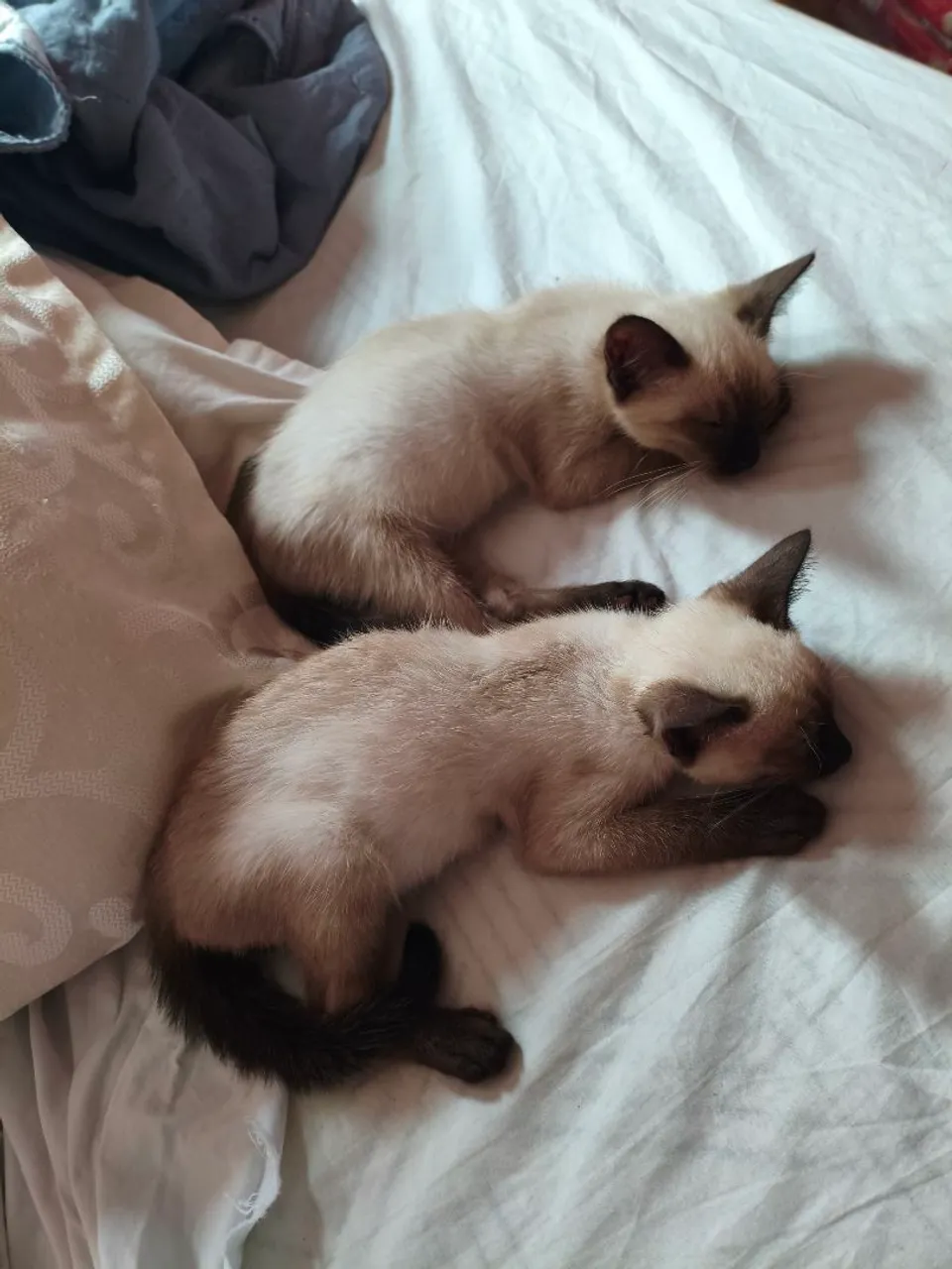 Gatinhos machos para adoção 
