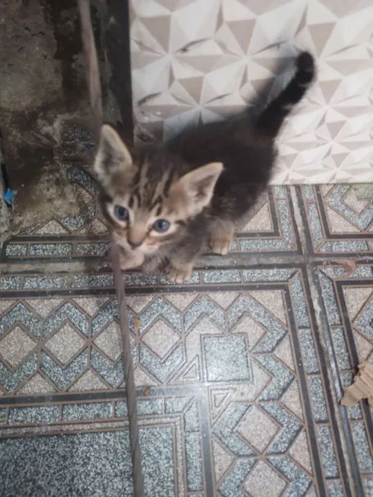 Gatinho lindo disponível para adoção - Foto 2