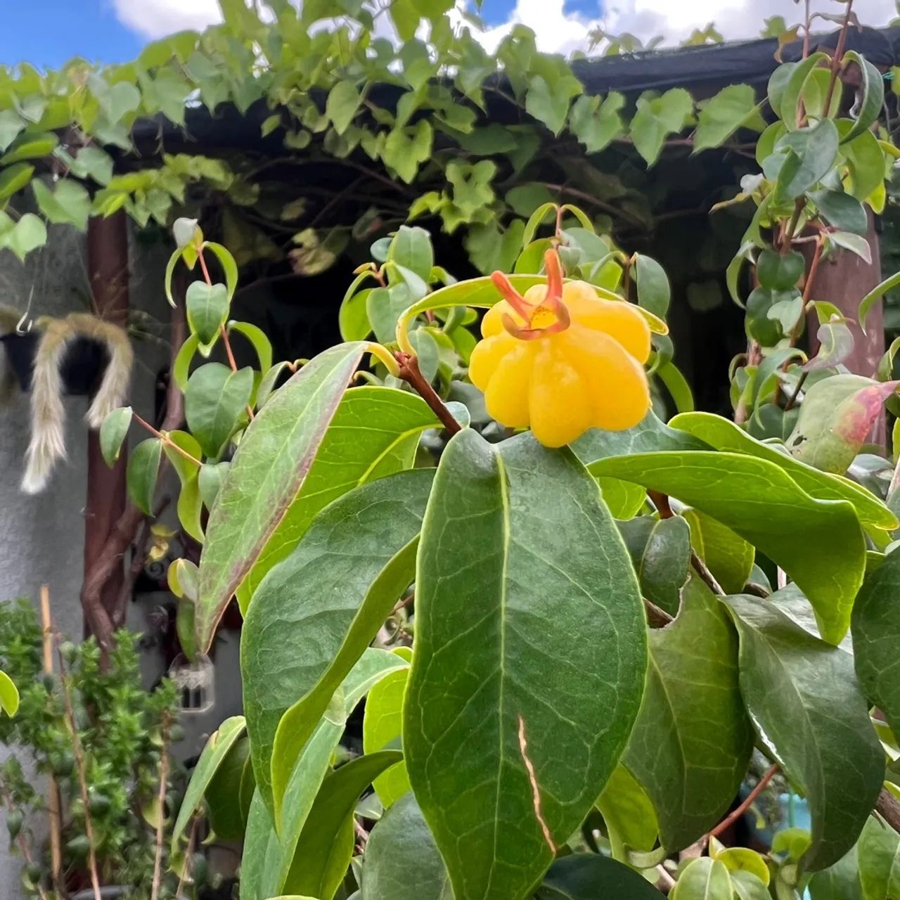Frutiferas!
