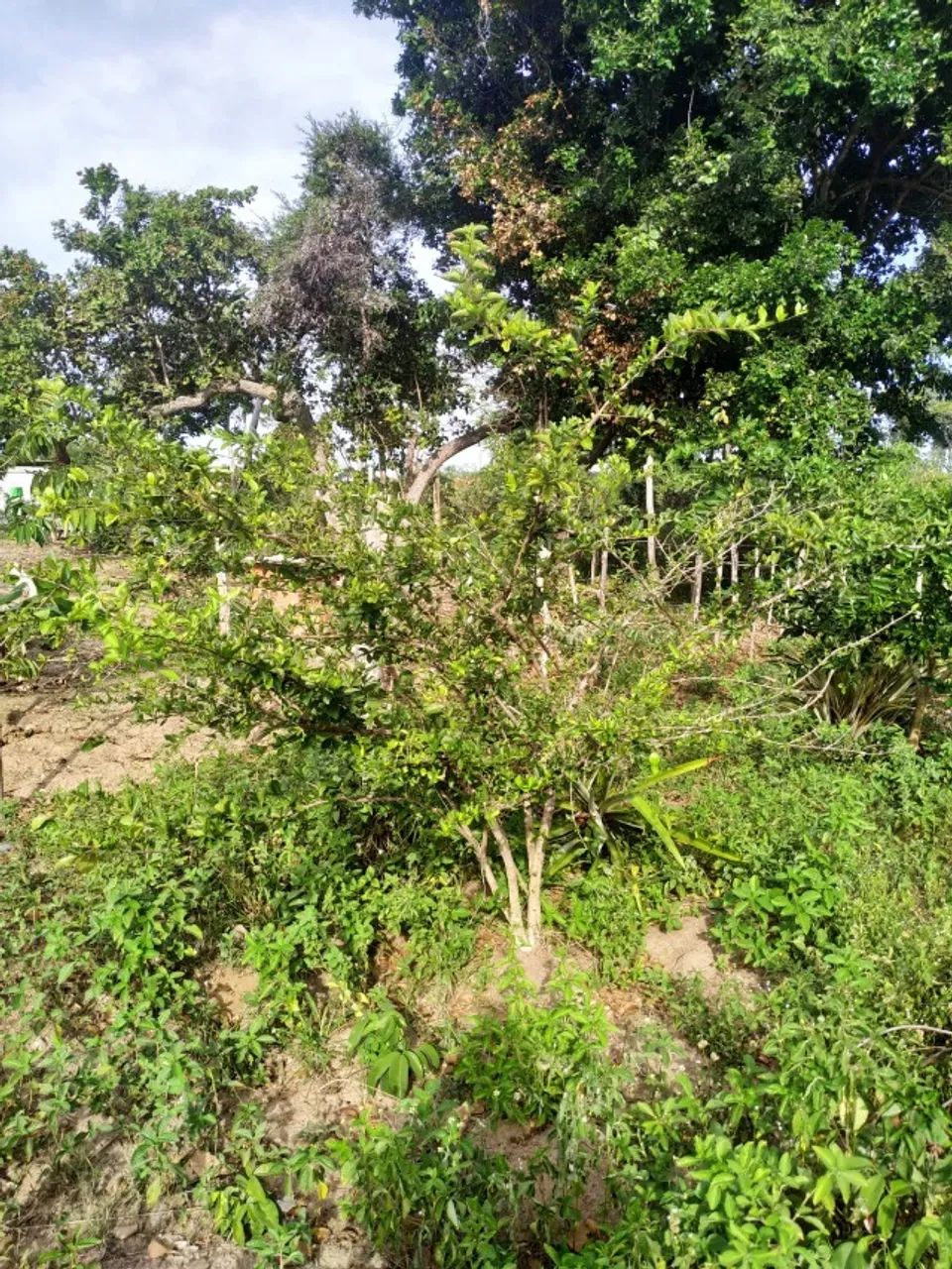 Terreno em Arembepe - linha verde - Foto 10