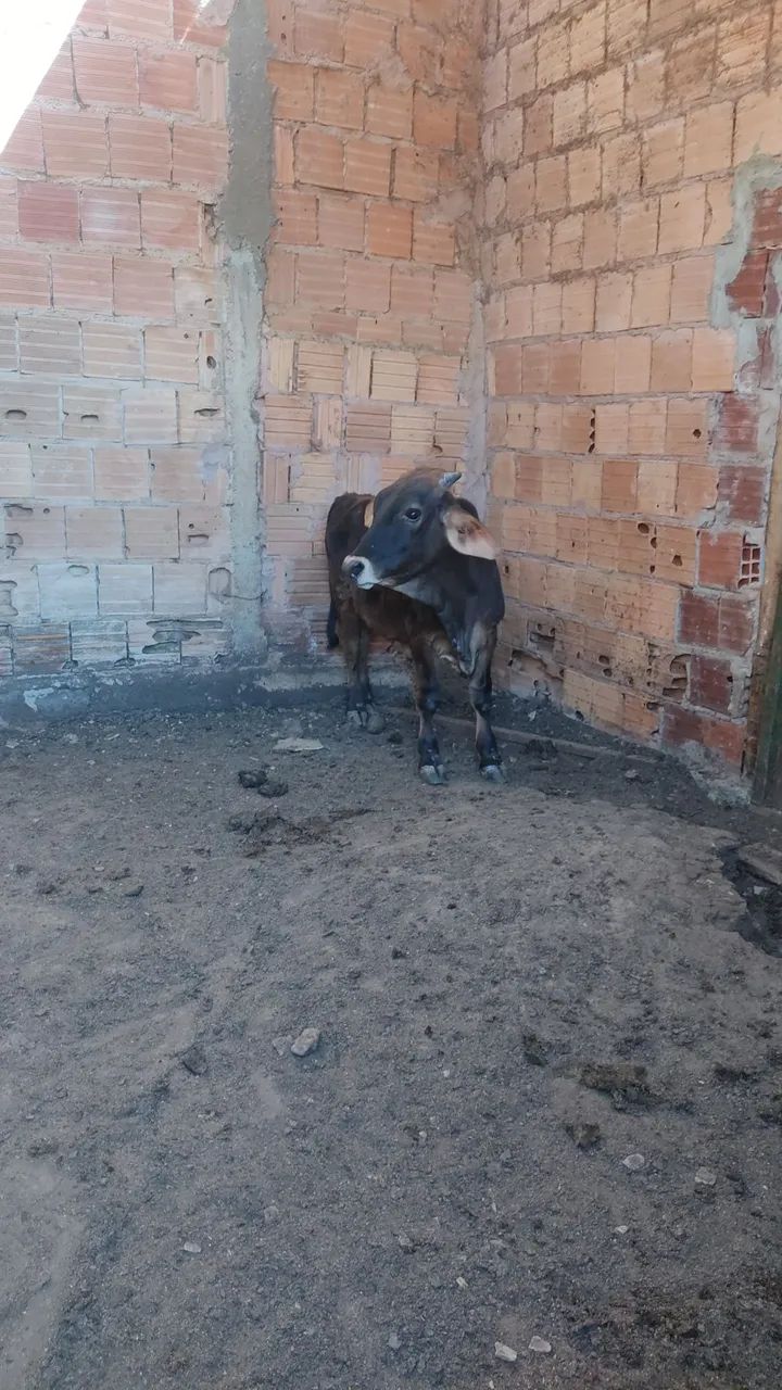Bezerro para venda - Foto 3